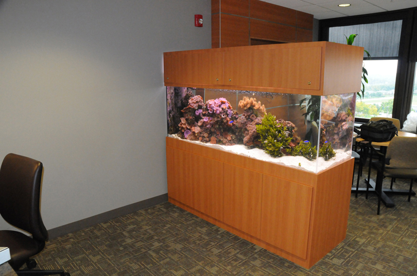 Reef Tectonics Aquarium Maintenance and Design Lincoln & Omaha
